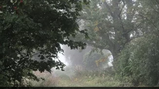 Από την εποχή του Λουδοβίκου ΙΔ΄ | Μια βελανιδιά 340 ετών κόπηκε για λόγους ασφαλείας στη Γαλλία