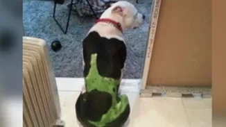 Αιδηψός | Ο 30χρονος που συνελήφθη για την κακοποίηση της γάτας, είχε βάψει τον σκύλο του - Ζήτησε και τα.. ρέστα