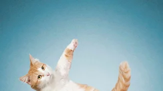 Σκύλοι, Γάτες, Yoga και ακριβή μόδα:  Όλα μαζί σε μια απίστευτη φωτογράφηση!