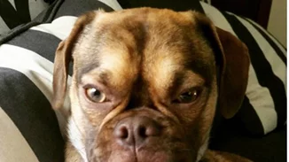 Υπάρχει η σκυλίσια εκδοχή της Grumpy Cat και είναι τέλεια