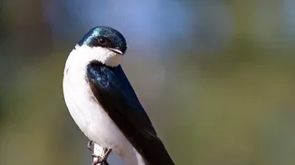 Μάθε τα πάντα για την εθελοντική δράση "Χελιδονίσματα"