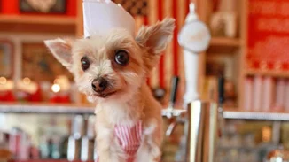 Σε αυτό το super market ψωνίζεις μαζί με τον σκύλο σου