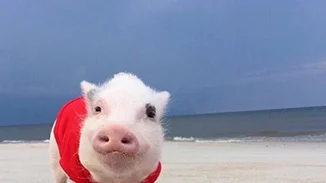 11/6:  Αυτοί είναι οι Instagram λογαριασμοί που θέλουμε να ακολουθούμε τώρα