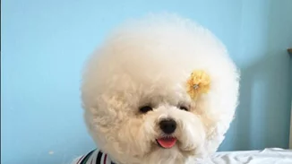 Αυτό το σκυλάκι έχει το πιο φανταστικό κούρεμα