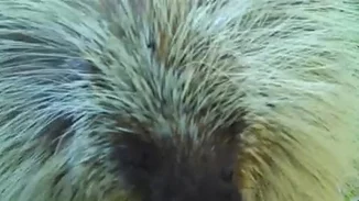 Cuteness overload: Αυτός ο πορκιουπίνος δεν μοιράζεται το φαγητό του