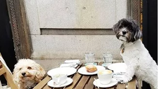 Αν είσαι foodie και αγαπάς τα ζώα θα λατρέψεις αυτό το Instagram account