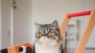 Αυτή η γάτα ξέρει να διασχίζει τον δρόμο