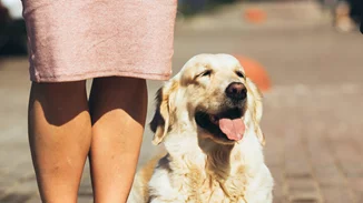 Γιατί δεν έχει νόημα να κάνεις «φωνούλες» στον σκύλο σου