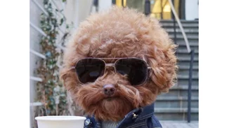 Κι όμως! Τα σκυλιά ξεχωρίζουν τους καλούς από τους κακούς ανθρώπους