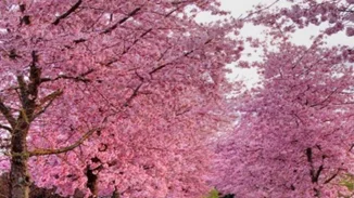 Η άνοιξη ξεκινά από σήμερα και επίσημα!