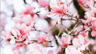 7 Instagram λογαριασμοί που πρέπει να ακολουθήσεις αν αγαπάς τα φυτά