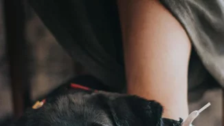 Aυτές είναι οι καλύτερες φωτογραφίες σκύλων του Kennel Club 2017