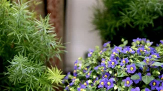 Ένα summer bazaar γεμάτο λουλούδια και όμορφες μυρωδιές!