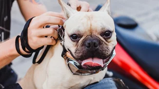 Πώς να φροντίσεις σωστά τον σκύλο σου