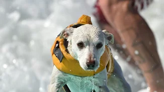 Ο πιο συναρπαστικός αγώνας surf έχει πρωταγωνιστές... σκυλάκια!