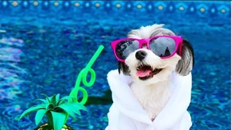 Tinkerbelle The Dog: Μια... blogger διαφορετική από όλες τις άλλες