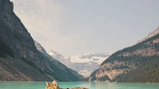 Η Suki είναι η πολυταξιδεμένη γάτα που κάνει τη ζωή που ονειρεύεσαι