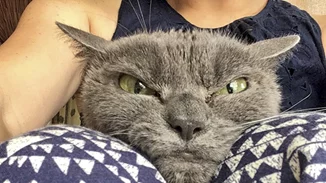 Η πιο θυμωμένη γάτα του κόσμου ψάχνει σπίτι