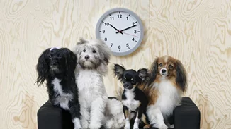 ΙΚΕΑ | Η νέα σειρά της δεν είναι για σένα αλλά για τον μικρό σου φίλο!