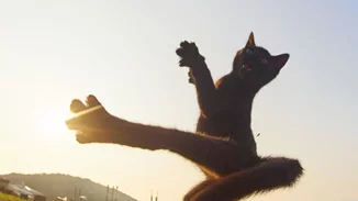 Μήπως οι γάτες είναι τελικά οι πραγματικοί ninja;