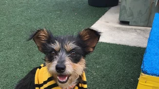 Αγαπάς τον Harry Potter; ΕΤΣΙ θα υιοθετούσες και εσύ σκυλάκι!