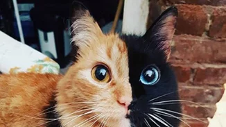 Η πιο ιδιαίτερη γάτα που θα λατρέψεις σήμερα