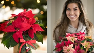 Αλεξανδρινό | 3 εύκολες ιδέες για διακόσμηση με πρωταγωνιστή το λουλούδι των Χριστουγέννων!