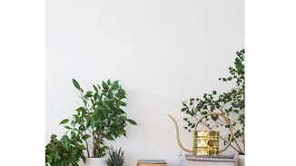 Αυτά τα φυτά εσωτερικού χώρου θα σε βοηθήσουν να κοιμηθείς καλύτερα