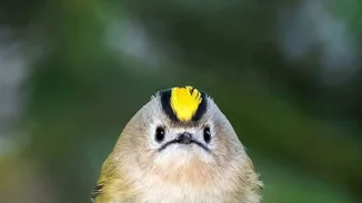 Αληθινά angry birds που θα σου φτιάξουν τη μέρα