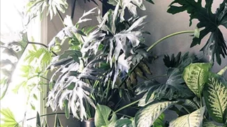 5 tips για καταπράσινα φυτά εσωτερικού χώρου!