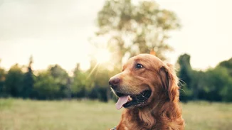 Η Nestlé Purina δημιουργεί το «BetterwithPets», το πρώτο βραβείο για την ενίσχυση των κατοικίδιων ζώων