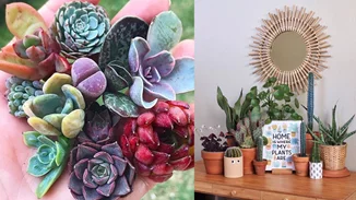 8 instagram λογαριασμοί για εσένα που λατρεύεις τα φυτά!