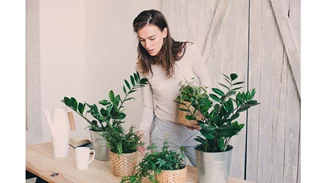 Αυτά τα φυτά εσωτερικού χώρου θα ανανεώσουν αμέσως το σπίτι σου