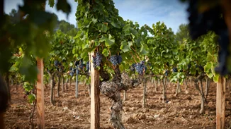 Chateau Miraval Rose: Tο κρασί της Angelina Jolie και του Brad Pitt