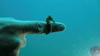 Η εικόνα που κάνει το γύρο του διαδικτύου με πρωταγωνιστή έναν μικροσκοπικό ιππόκαμπο