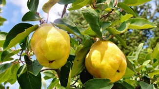 Εσύ ήξερες αυτά τα 10 πράγματα για τα κυδώνια;