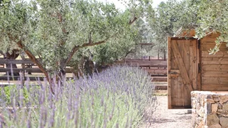 5 λόγοι γιατί η Φάρμα του The Margi είναι το πιο cool destination της πόλης και για το Πάσχα