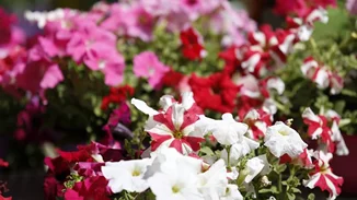 Σου αρέσουν τα λουλούδια; Τότε αυτό το event είναι για σένα