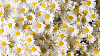 Μετά από δύο χρόνια οι δήμοι της Αττικής γιορτάζουν την ανθοφόρα Πρωτομαγιά