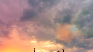 Νέα Σελήνη στο Λέοντα στις στις 19 Αυγούστου 2020 | Πώς επηρεάζονται τα ζώδια;