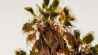 Hono & Lulu | Εξωτικός αέρας στις Σπέτσες