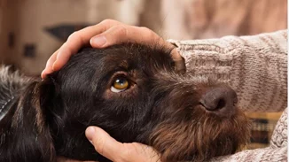 Μεσσηνία Χωρίς Αδέσποτα: «Όταν υιοθετείς ένα αδέσποτο αλλάζεις δύο ζωές: τη δική του και τη δική σου»