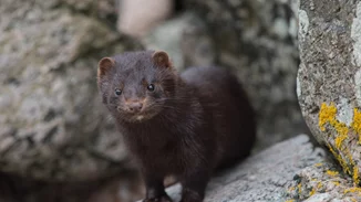 Δανία | Σε μαζικούς τάφους τα εκατομμύρια μινκ που θανατώθηκαν λόγω Covid-19