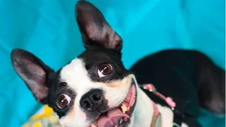 Η απίστευτη ανακάλυψη για τους σκύλους που μας... κλόνησε!