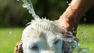 Θερμοπληξία σκύλου και γάτας: Τα συμπτώματα και τι να ξέρεις για το κατοικίδιό σου