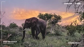 Η πρωτοβουλία Wildlife Watch της Samsung προσκαλεί τους χρήστες να γίνουν εικονικοί δασοφύλακες