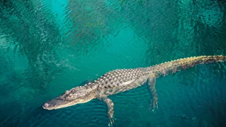 Ρόδος | Καταγγελίες για κροκόδειλο σε ποτάμι - ξεκίνησαν έρευνες