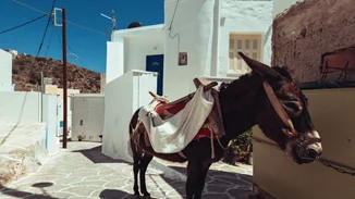 Η Daily Mail ξεμπρόστιασε τη γαϊδουριά μας