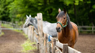 Χαλκιδική | Δικογραφία σε βάρος ιδιοκτήτη αλόγου - Το είχε δεμένο να καίγεται στον ήλιο
