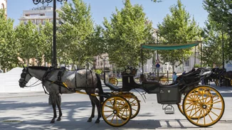 Κέρκυρα | Καταγγελία ότι ο αμαξάς μαστίγωνε το άλογο - Από φυσικά αίτια ο θάνατός του, σύμφωνα με τη νεκροψία